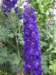 ak070018_small.jpg