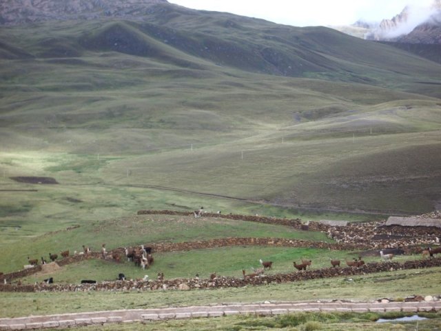 llamasinpen.jpg